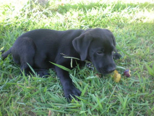 con 2 meses comiendo unas ciruelas